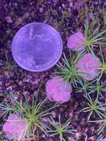 Pinguicula florian at Carnivorous Greenhouse