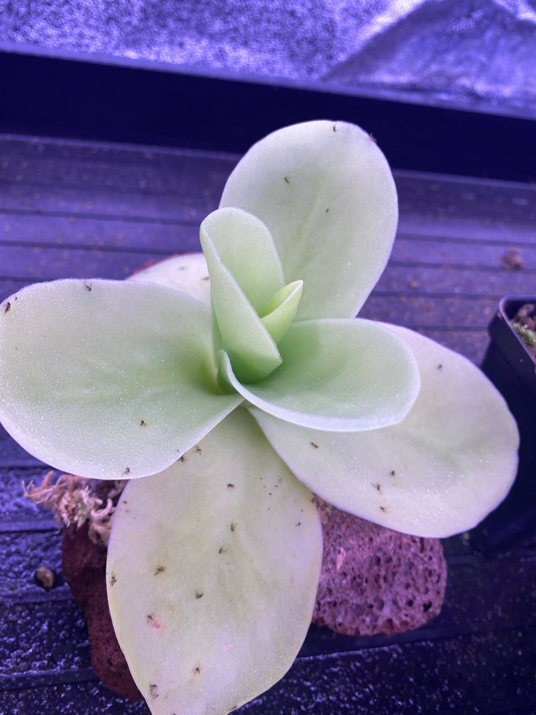 Pinguicula-gigantea-at-