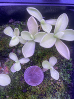 Pinguicula gigantea at Carnivorous Greenhouse