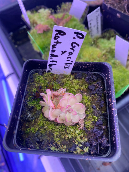 Pinguicula gracilis x rotundiflora at Carnivorous Greenhouse