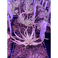 Pinguicula gypsicola at Carnivorous Greenhouse