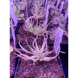 Pinguicula gypsicola at Carnivorous Greenhouse