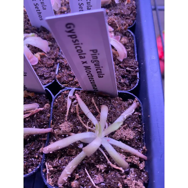 Pinguicula gypsicola x moctezumae at Carnivorous Greenhouse