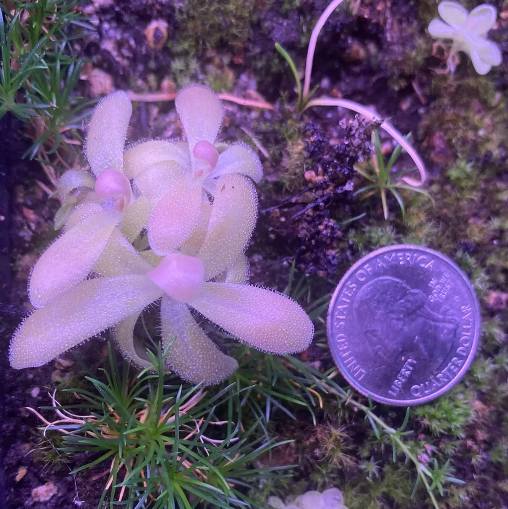 Pinguicula-gypsicola-x-sethos-