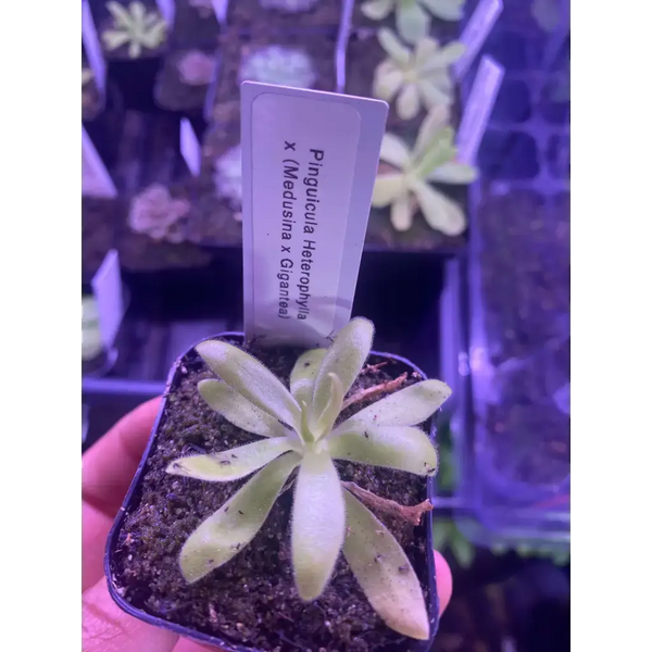 Pinguicula heterophylla x (medusina x gigantea) at Carnivorous Greenhouse