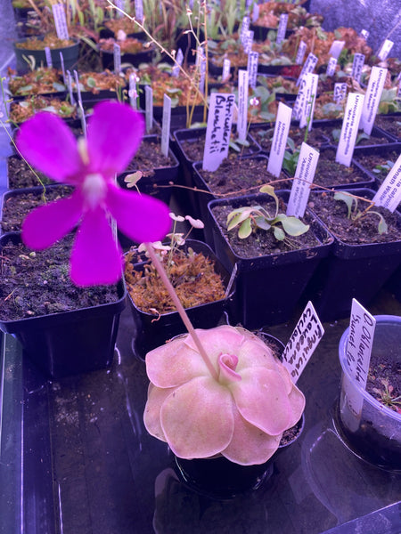 Pinguicula laueana x cyclosecta at Carnivorous Greenhouse