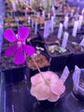 Pinguicula laueana x cyclosecta at Carnivorous Greenhouse