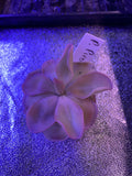 Pinguicula pirouette at Carnivorous Greenhouse