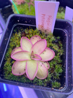 Pinguicula potosiensis at Carnivorous Greenhouse