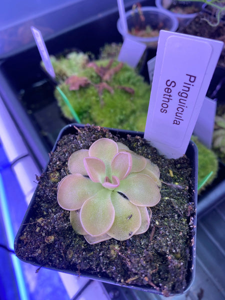 Pinguicula sethos at Carnivorous Greenhouse