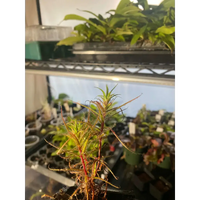 Roridula gorgonias at Carnivorous Greenhouse