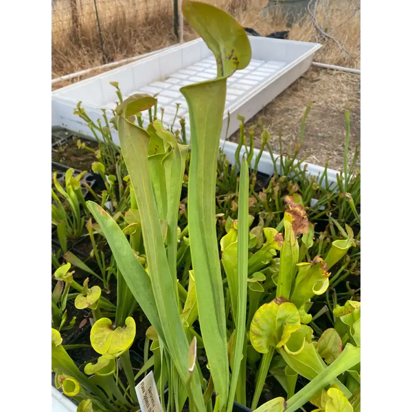Sarracenia flava ‘Splotch Throat’ at Carnivorous Greenhouse
