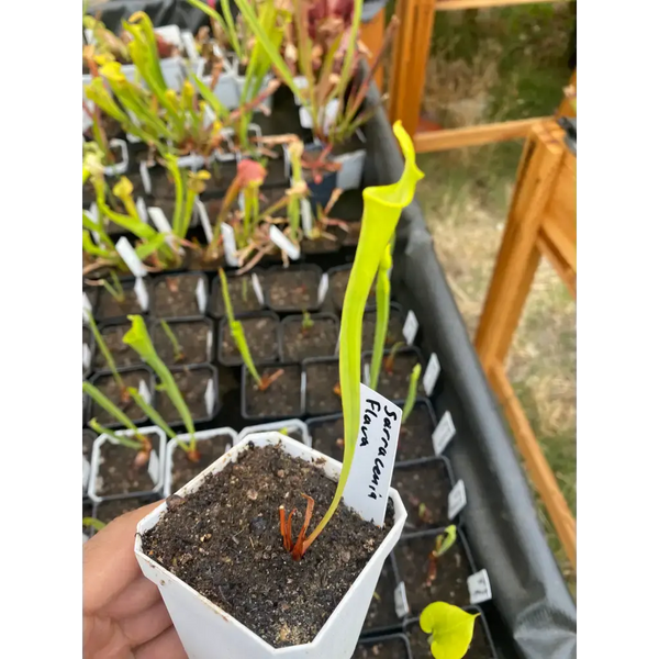 Sarracenia flava at Carnivorous Greenhouse
