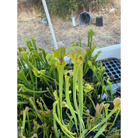 Sarracenia flava cuprea 'Copper Top' at Carnivorous Greenhouse