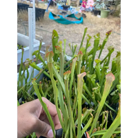 Sarracenia rubra at Carnivorous Greenhouse