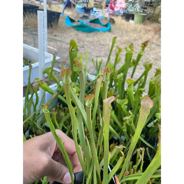 Sarracenia rubra at Carnivorous Greenhouse