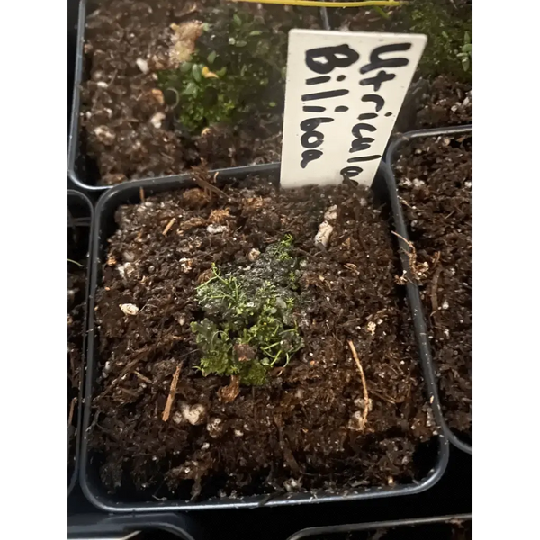 Utricularia biliboa at Carnivorous Greenhouse