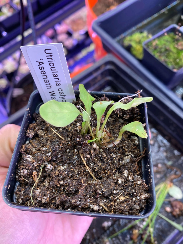 o*y様 Bcephalandra sp Theia 群生株多数 Utricularia-calycifida-