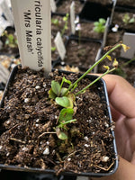 Utricularia calycifida ‘Mrs Marsh’ at Carnivorous Greenhouse