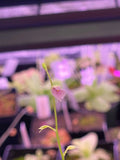 Utricularia calycifida at Carnivorous Greenhouse