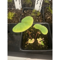 Utricularia cornigera at Carnivorous Greenhouse