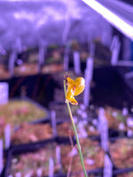 Utricularia cornuta at Carnivorous Greenhouse