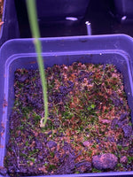 Utricularia cornuta at Carnivorous Greenhouse