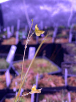 Utricularia flaccida at Carnivorous Greenhouse