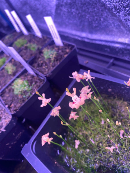 Utricularia fulva at Carnivorous Greenhouse