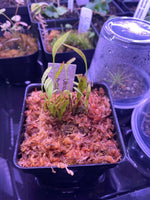 Utricularia humboldtii at Carnivorous Greenhouse