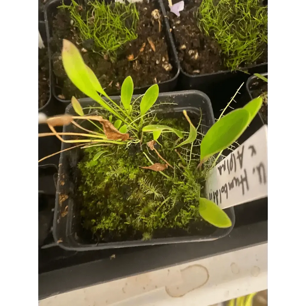 Utricularia humboldtii x alpina at Carnivorous Greenhouse