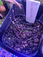 Utricularia parthenopipes at Carnivorous Greenhouse