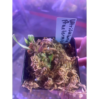 Utricularia praetermissa at Carnivorous Greenhouse