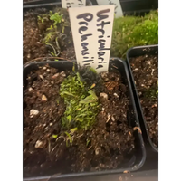 Utricularia prehensilis at Carnivorous Greenhouse