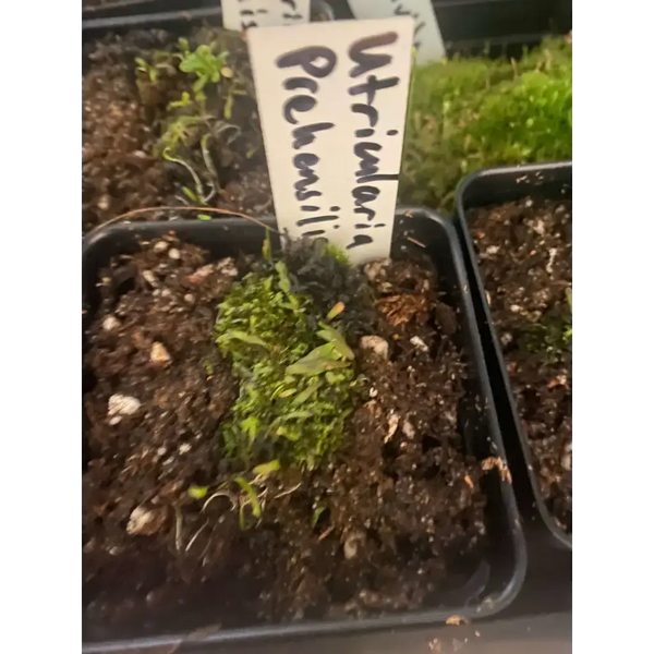 Utricularia prehensilis at Carnivorous Greenhouse