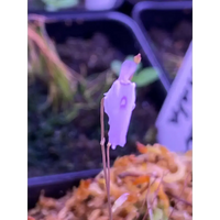 Utricularia pubescens at Carnivorous Greenhouse