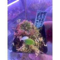 Utricularia quelchii ‘Doug D Clone’ at Carnivorous Greenhouse
