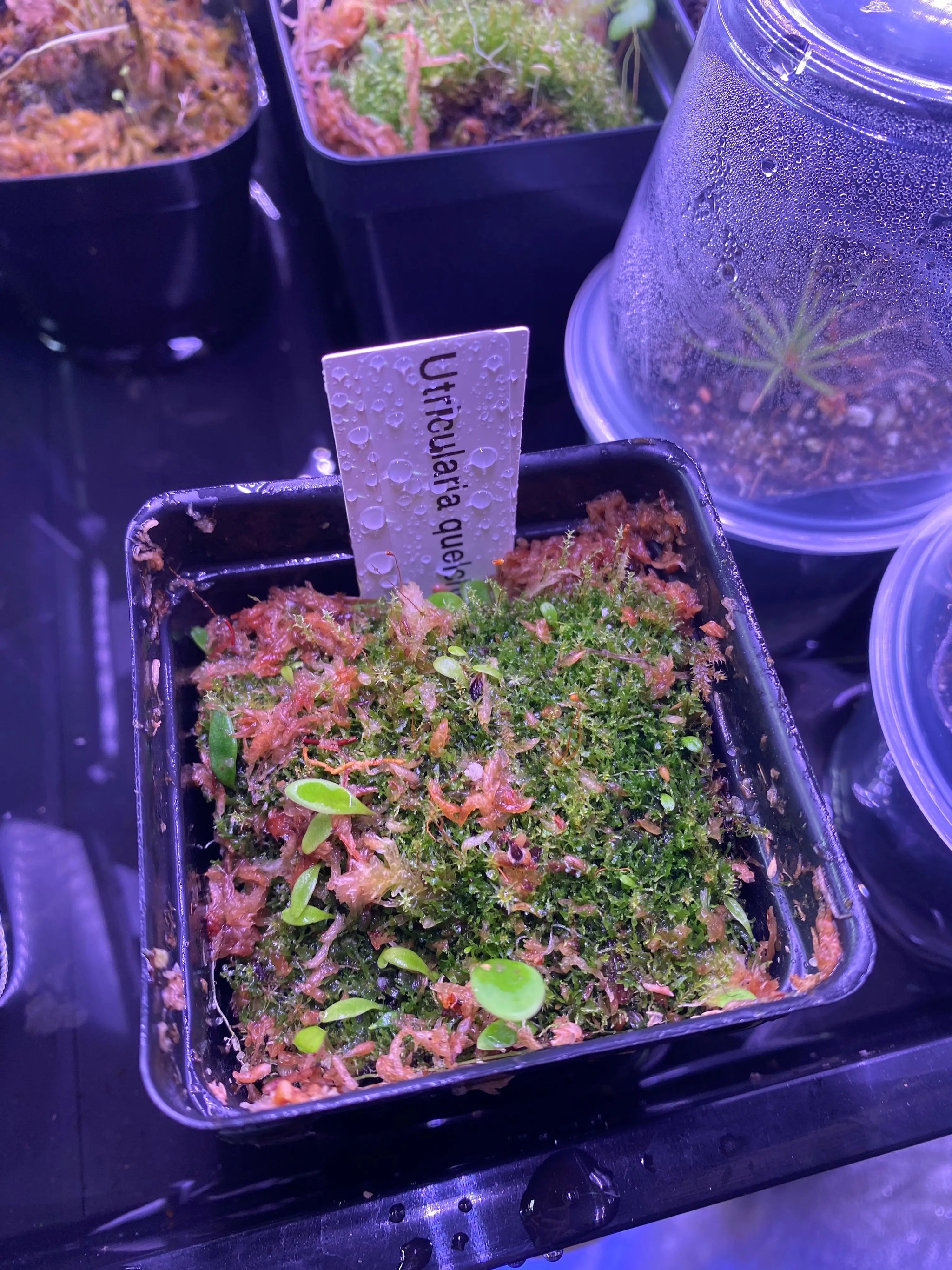 Utricularia quelchii - | Bladderwort iNaturalist x 0 Epiphytic