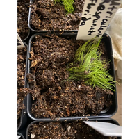 Utricularia respunata at Carnivorous Greenhouse