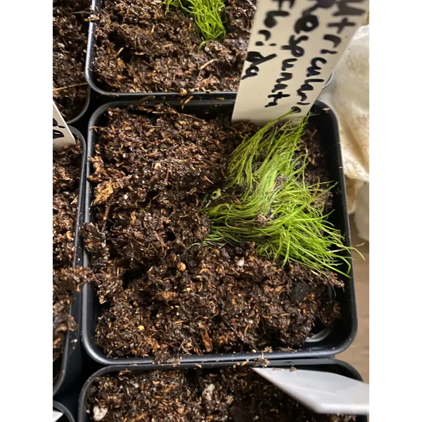 Utricularia respunata at Carnivorous Greenhouse