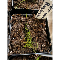 Utricularia rostrata at Carnivorous Greenhouse