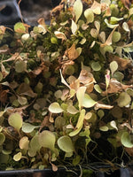 Utricularia tridentata at Carnivorous Greenhouse
