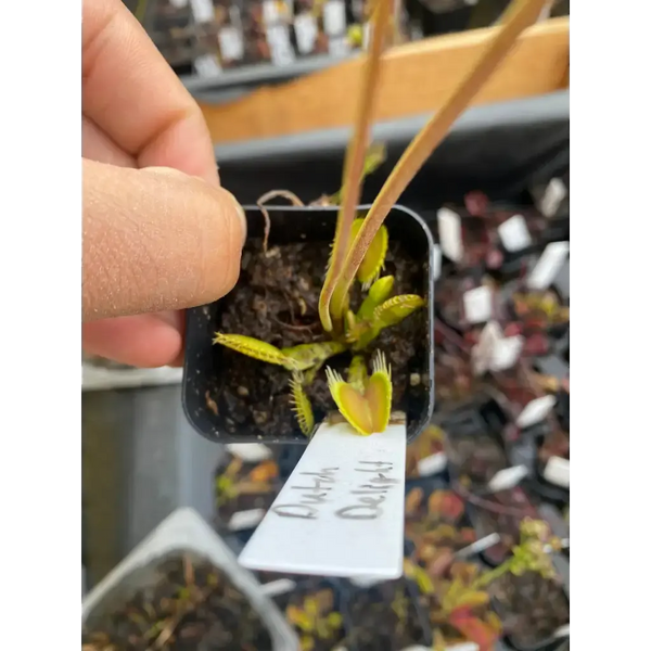 Venus Flytrap Seeds ('Dutch Delight') at Carnivorous Greenhouse