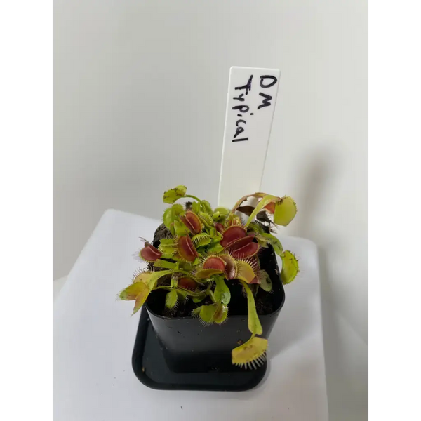 flytrap plant seeds Venus Flytrap Seeds (Open Pollinated) at Carnivorous Greenhouse