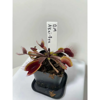 Venus Flytrap 'Akai-Ryu' at Carnivorous Greenhouse