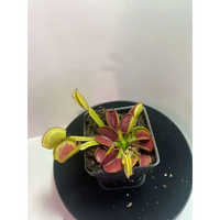 Venus Flytrap 'Jaws' x 'Petite Dragon' at Carnivorous Greenhouse