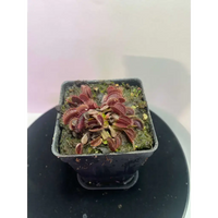 Venus Flytrap 'Petite Dragon' at Carnivorous Greenhouse