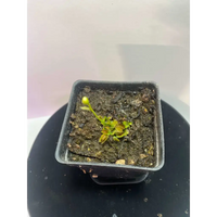 Venus Flytrap 'Pygmy' at Carnivorous Greenhouse