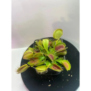 Venus Flytrap 'Typical' at Carnivorous Greenhouse
