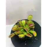 Venus Flytrap 'Typical' at Carnivorous Greenhouse